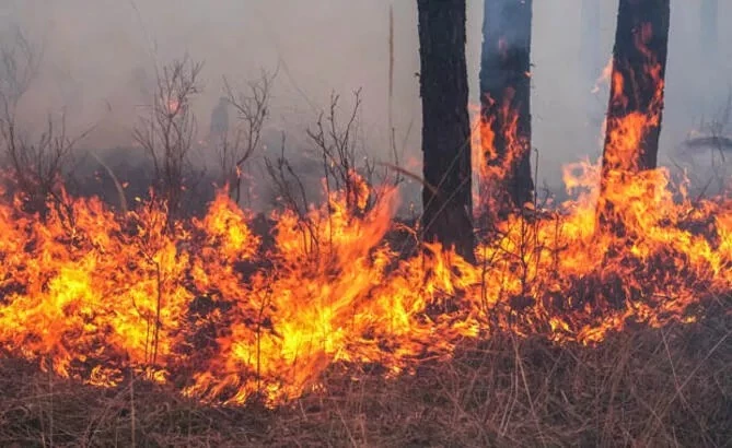 Kaymakam Bağlı’dan Orman yangınlarına dikkat